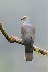 Ring-tailed Pigeon